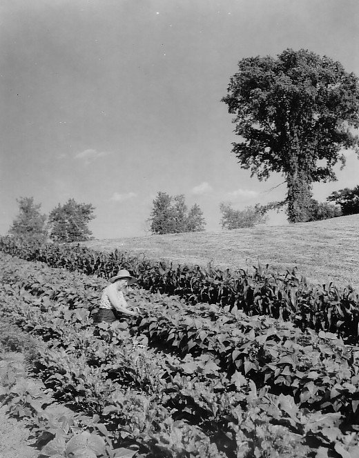Femme travaillant dans son champs de fèves, à Wright dans la région de Gatineau