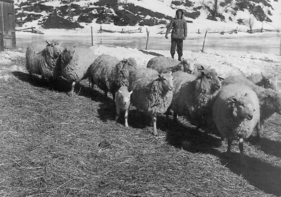 Troupeau de moutons à St-Urbain