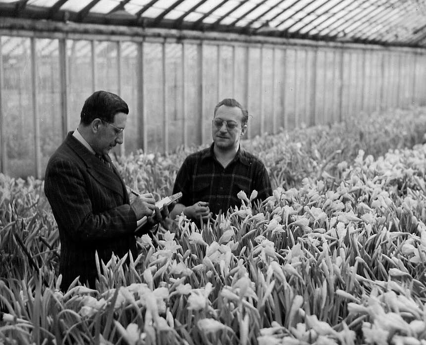 Reportage photographique dans les serres du fleuriste Légaré et Frères de Côte-des-Neiges à Montréal en 1946