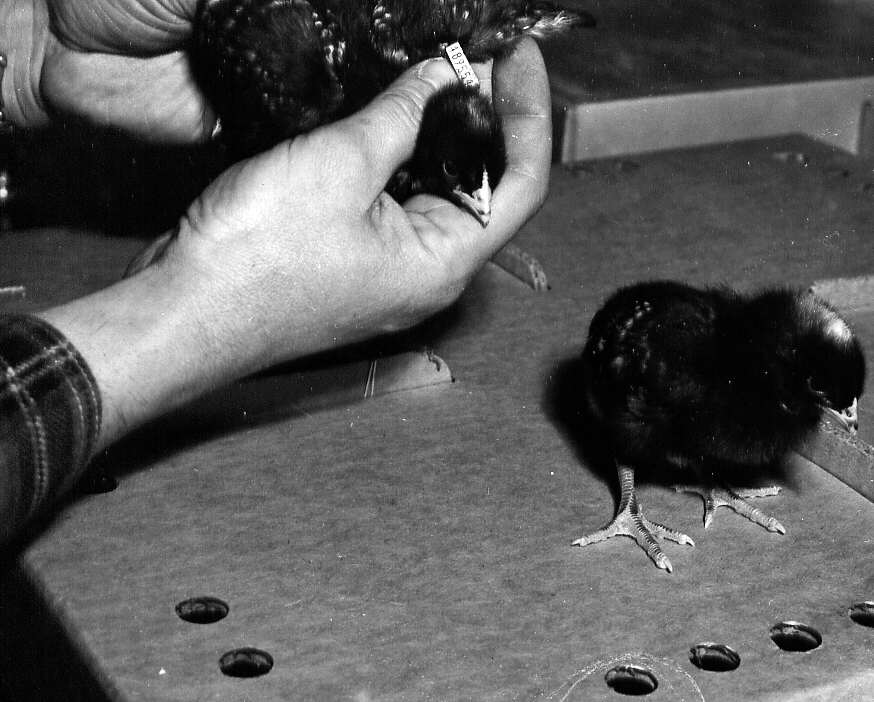 Numérotage des poussins chez Réal Lécuyer, propriétaire d'une entreprise avicole à St-Eustache en 1947