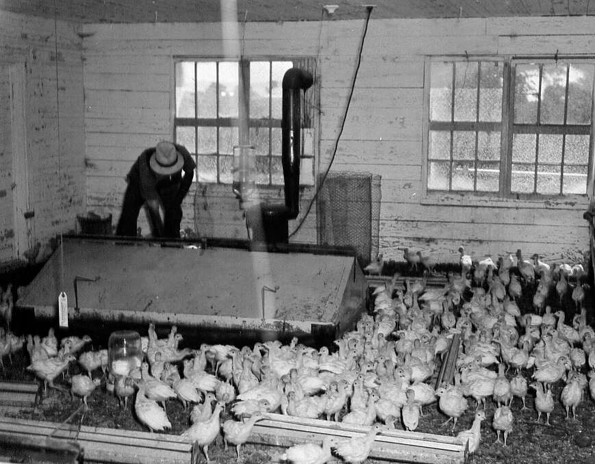 Préparatif pour l'Exposition agricole de Québec à Montréal en 1947