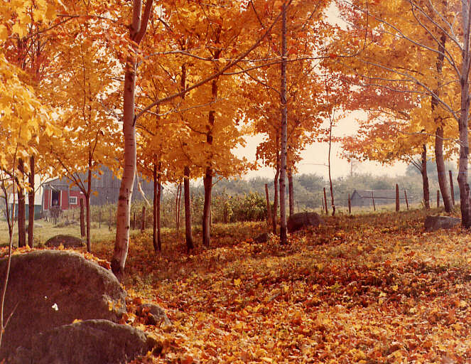 Paysage des Cantons de l'Est. Un petit sous-bois en automne.