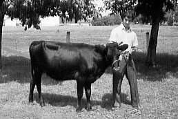 Un homme et un bovin pour le mérite agricole de la Montérégie en 1971
