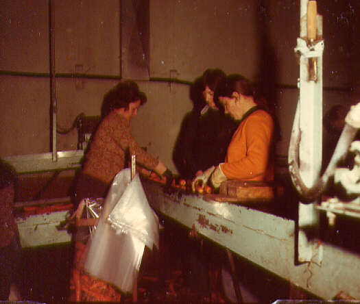 Emballage des carottes, 1975