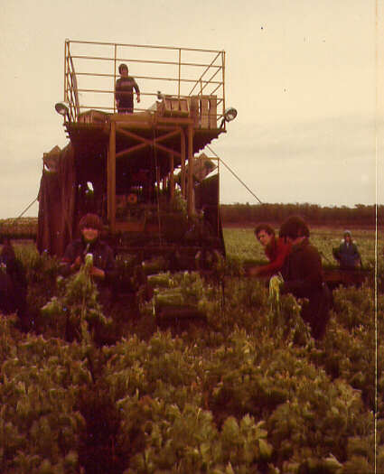Récolte des céleris, 1975