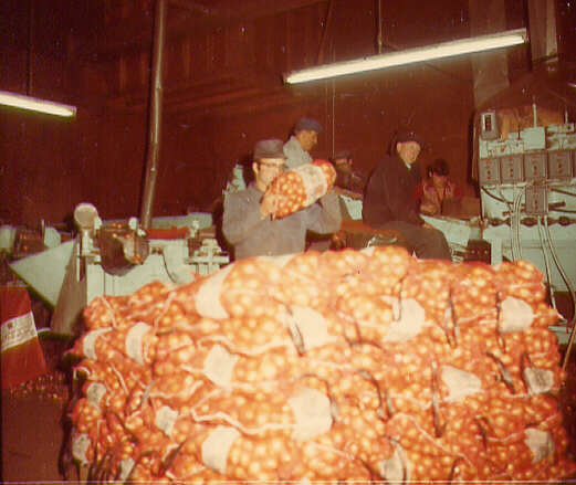 Emballage des oignons, 1975