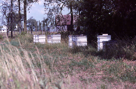 Installation pour une apiculture