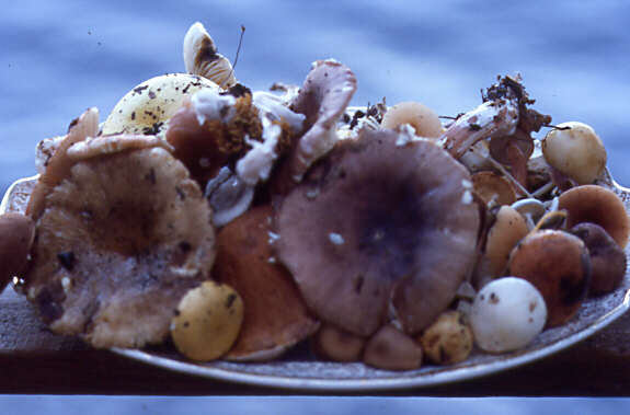 Assiette de champignons