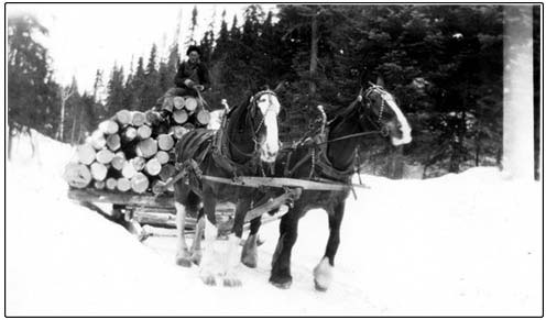 Cette photo amateur représente mon grand-père qui travaillait dans les chantiers en hiver. Il aimait les chevaux. Il aimait mieux charroyer les billots qu&#039;abattre des arbres. Dans ce temps-là et même avant, on utilisait les camions seulement en été pour amener le bois au moulin à scie. 
